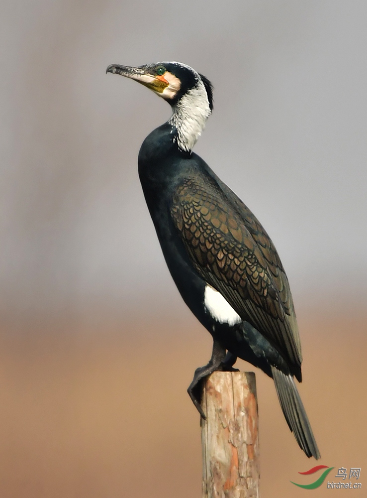 大港拍普通鸬鹚
