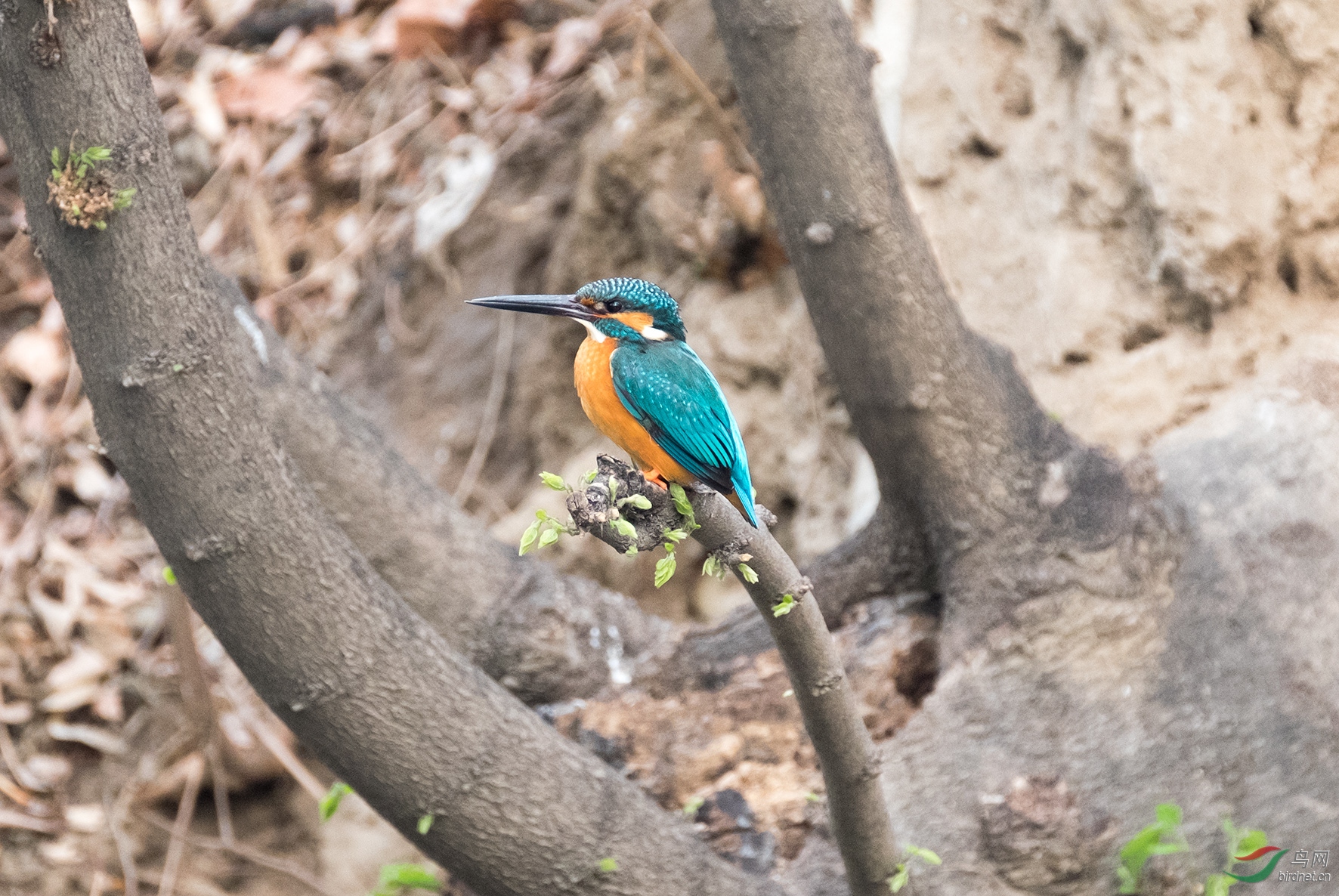 DSCF3384.jpg