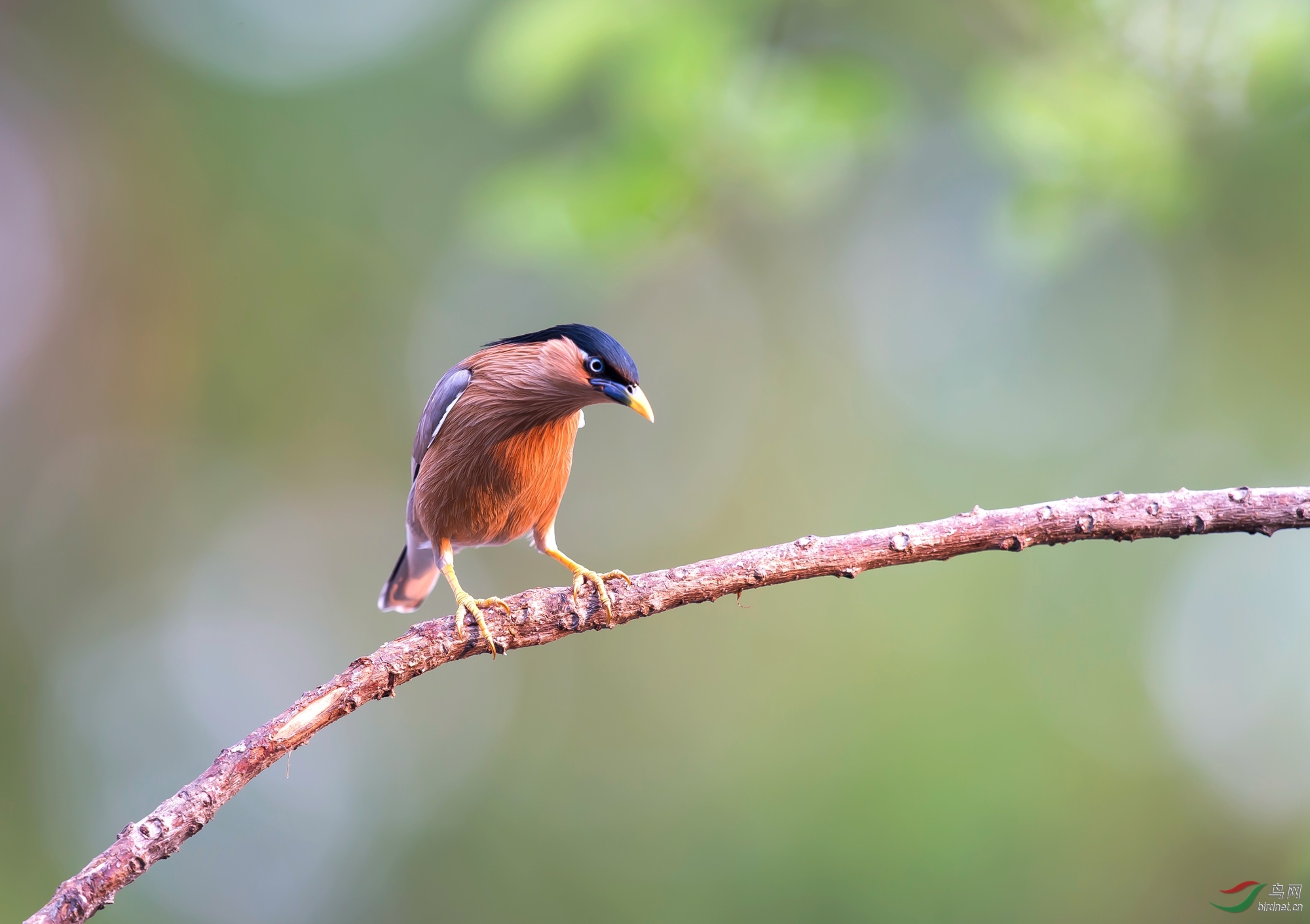 黑冠椋鸟 (3).jpg