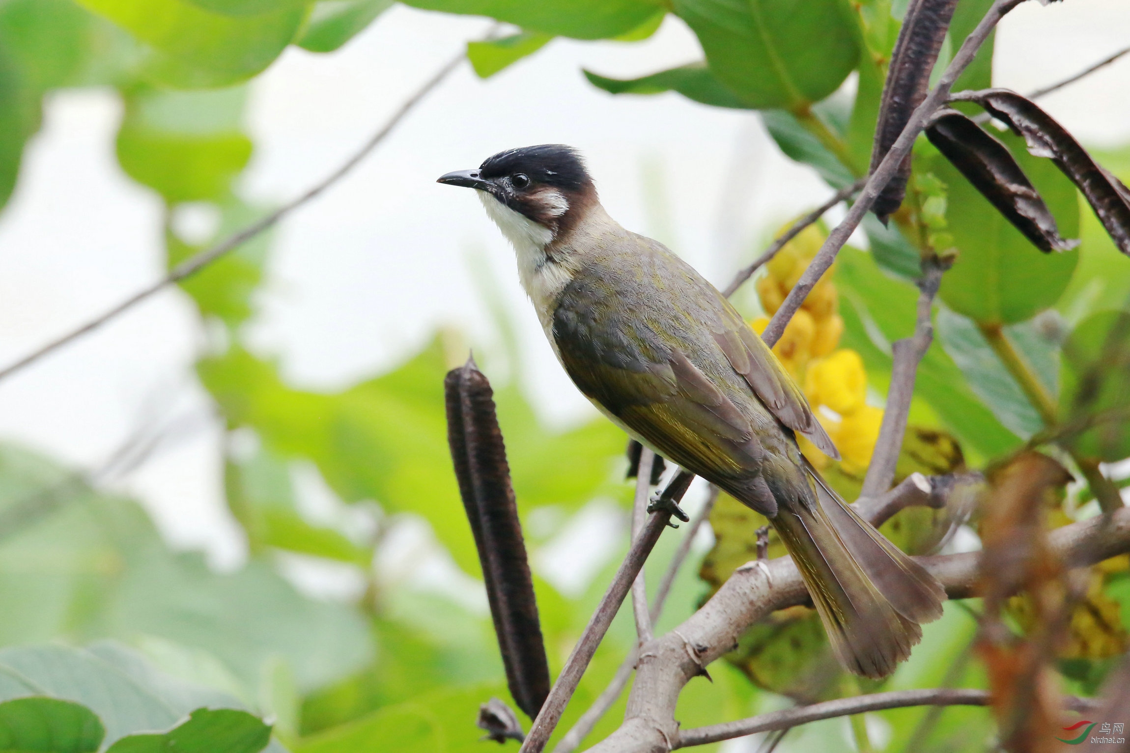 山水汇园水边的白头鹎