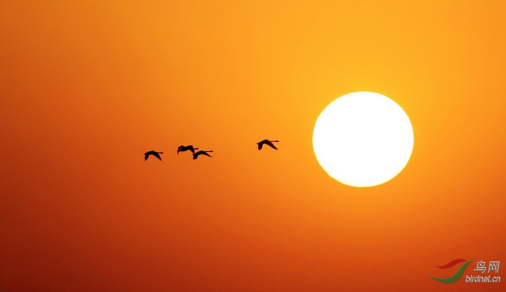 大雁归巢