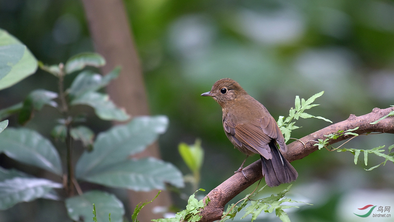 拍好身边的鸟白尾蓝地鸲雌