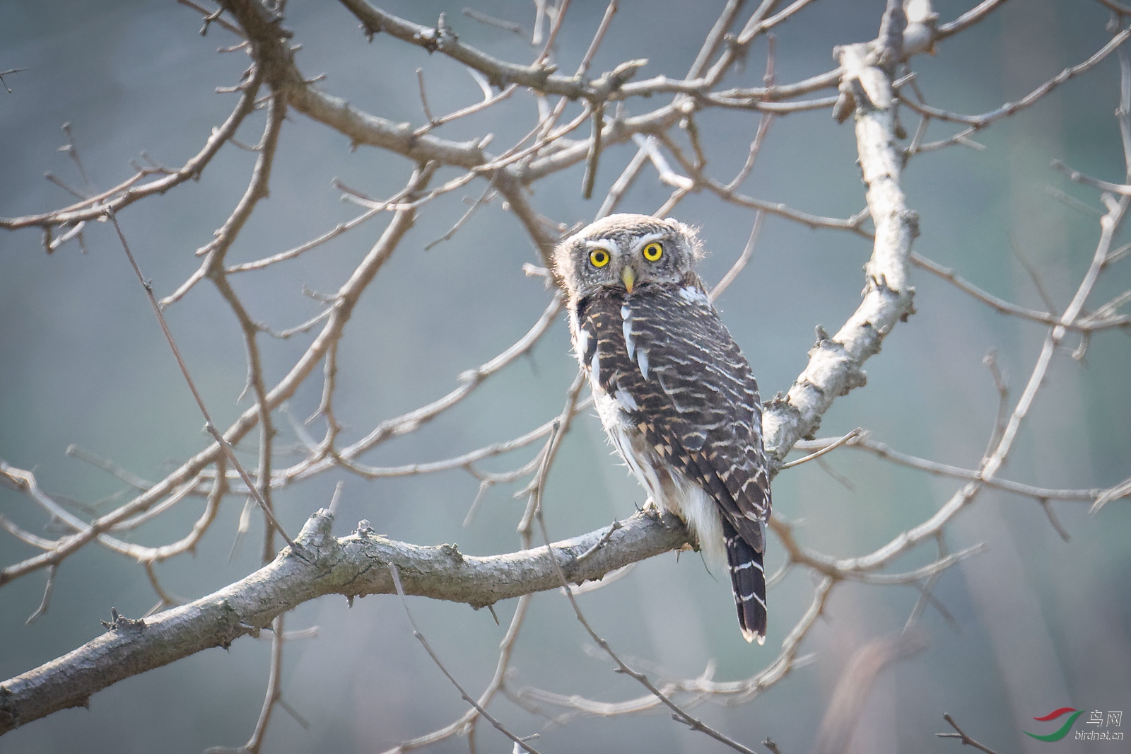 森林里的猫头鹰