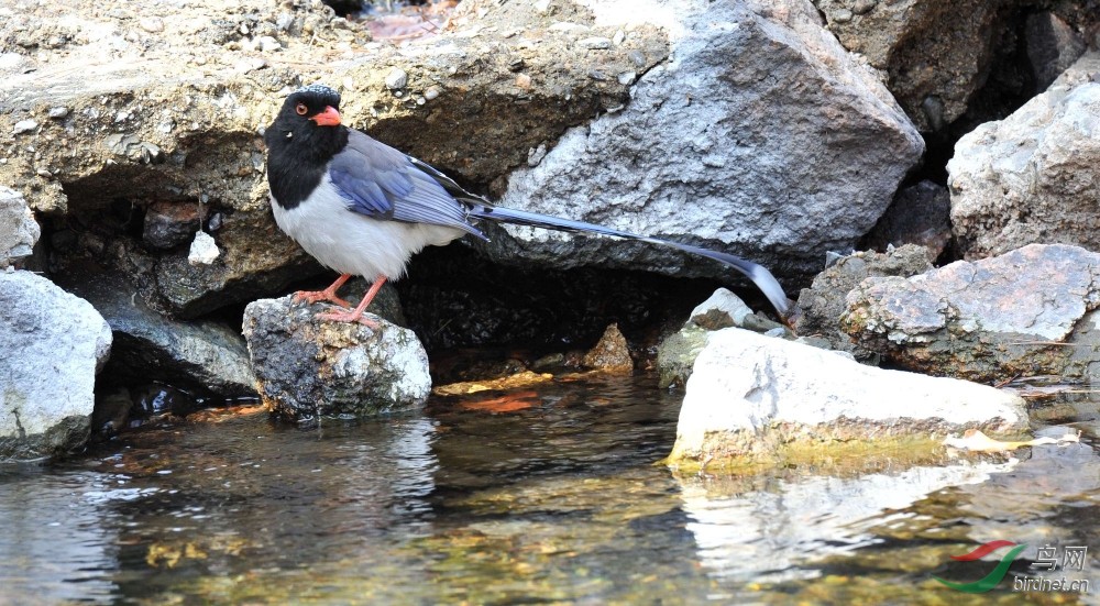 水边的"阿狄丽娜",近拍红嘴蓝鹊