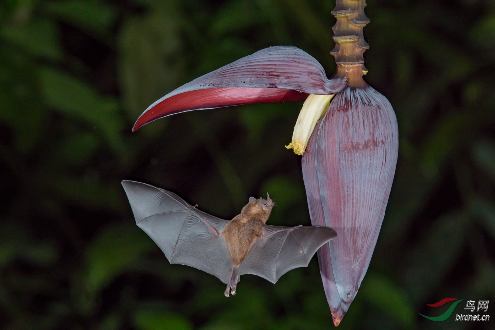吸食花蜜的蝙蝠