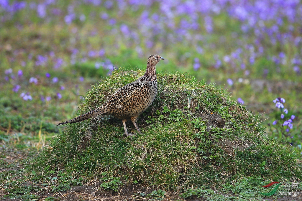 雉鸡雌