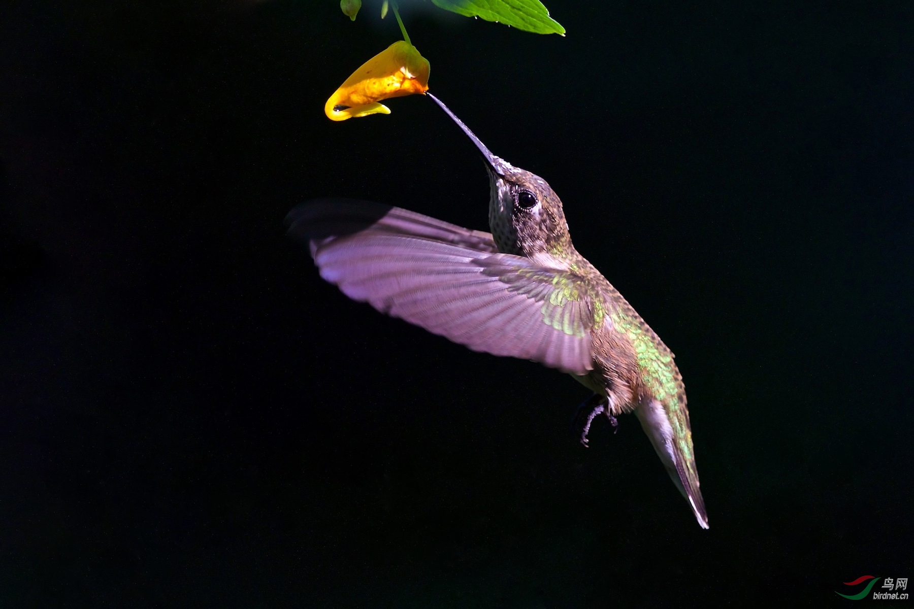 红喉蜂鸟rubythroatedhummingbird
