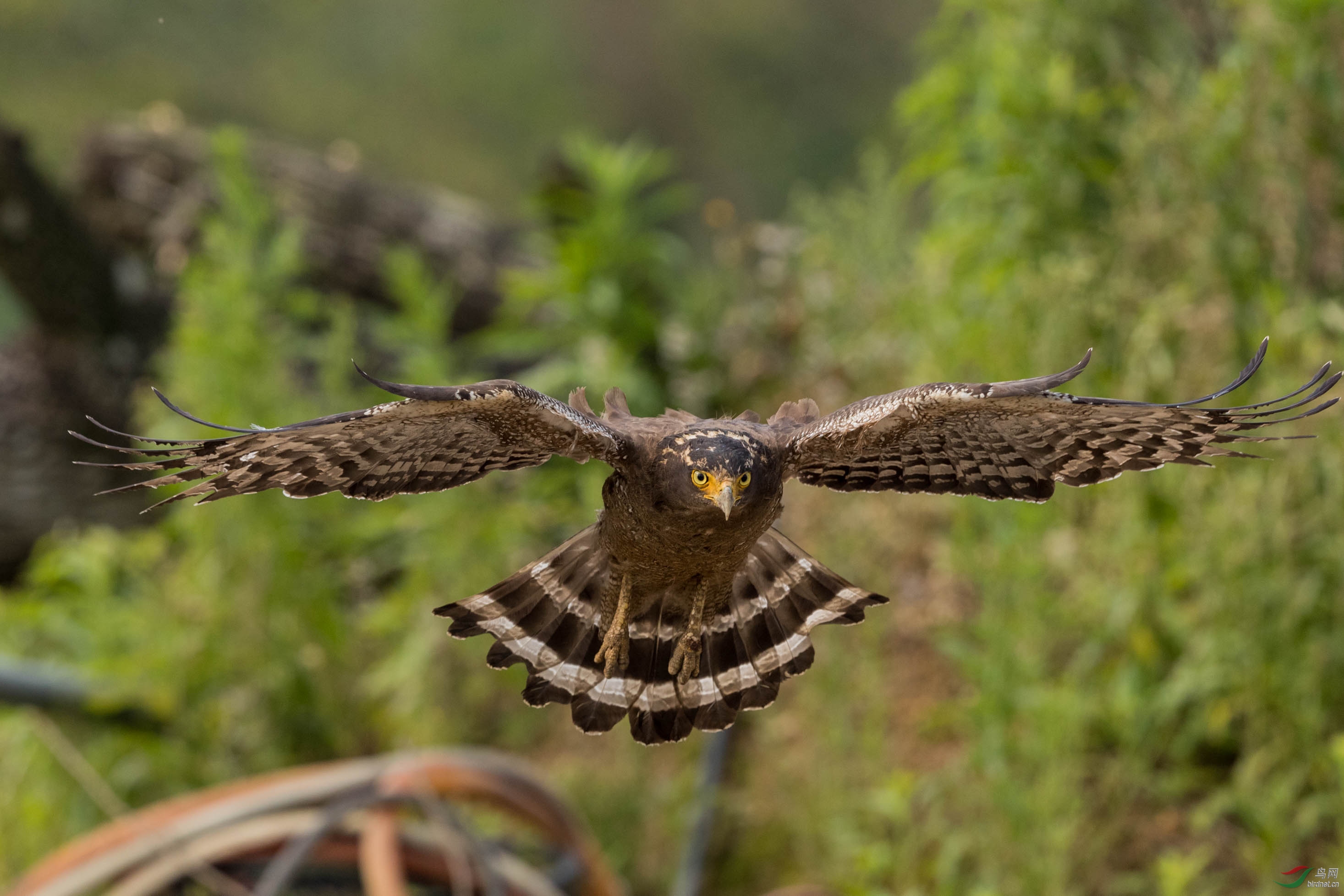 (蛇雕)俯冲而下连拍(祝贺获首页精华)