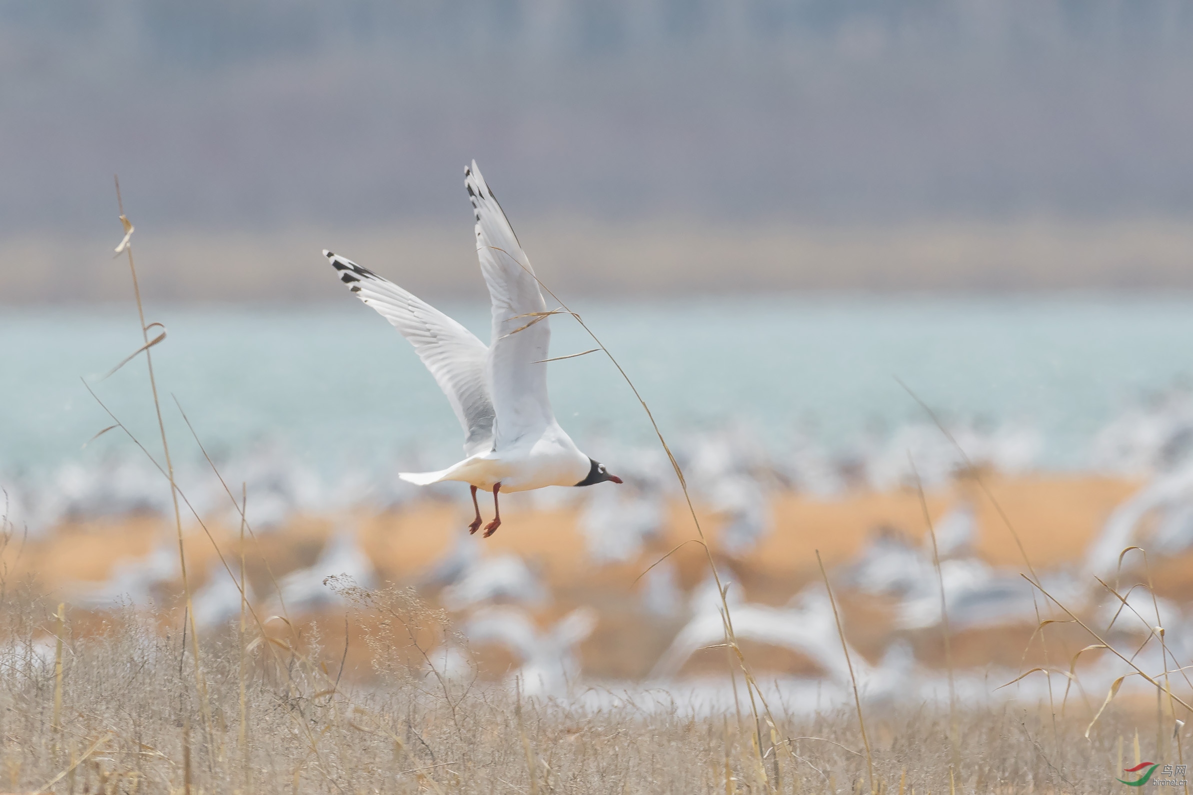 遗鸥来到红碱淖