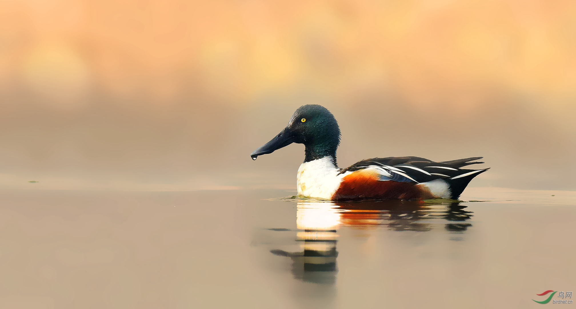 (琵嘴鸭)琵嘴雄鸭《荣获首页精华》