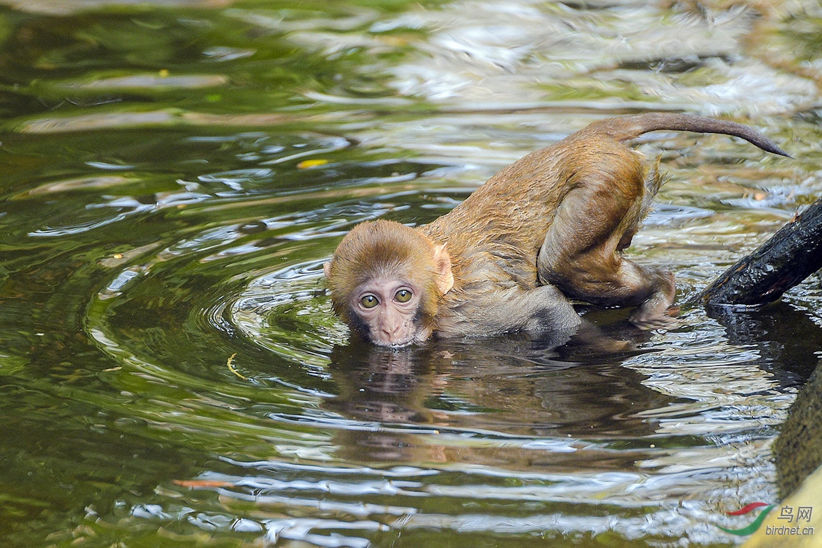 dsc_3877--喝水的猴子--1.jpg