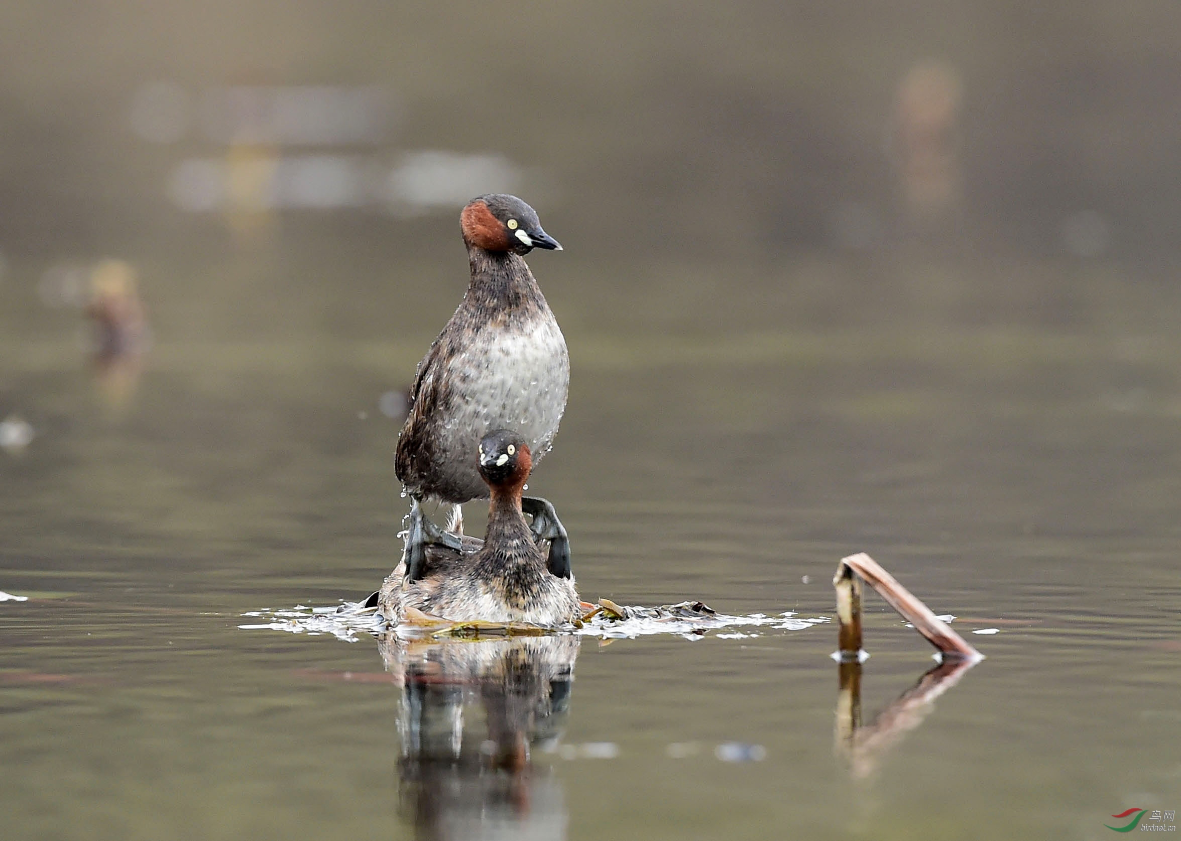 小鸊鷉踩蛋祝贺荣获鸟网首页精华