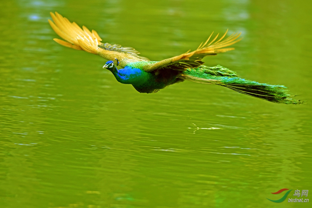 国内观鸟之旅林鸟云南西双版纳原始森林孔雀飞姿