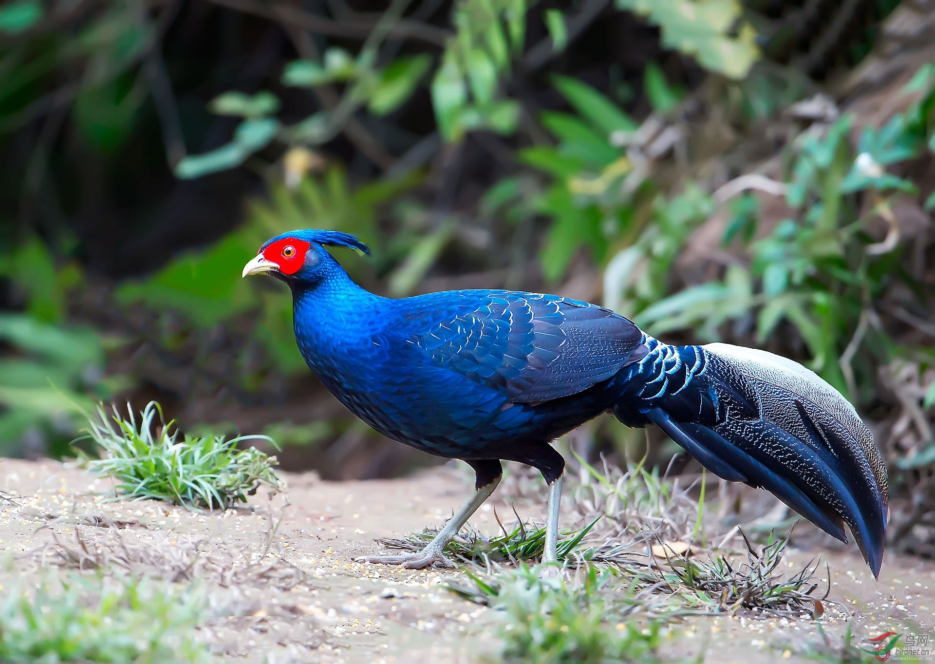 关于盈江黑鹇的疑问
