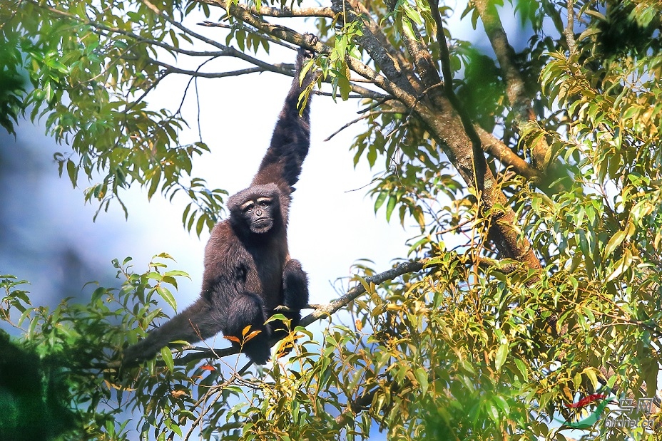动物中国最新命名的高黎贡白眉长臂猿天行长臂猿