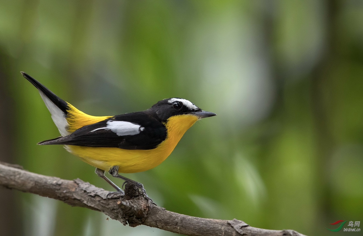 水灵灵的_白眉姖鹟