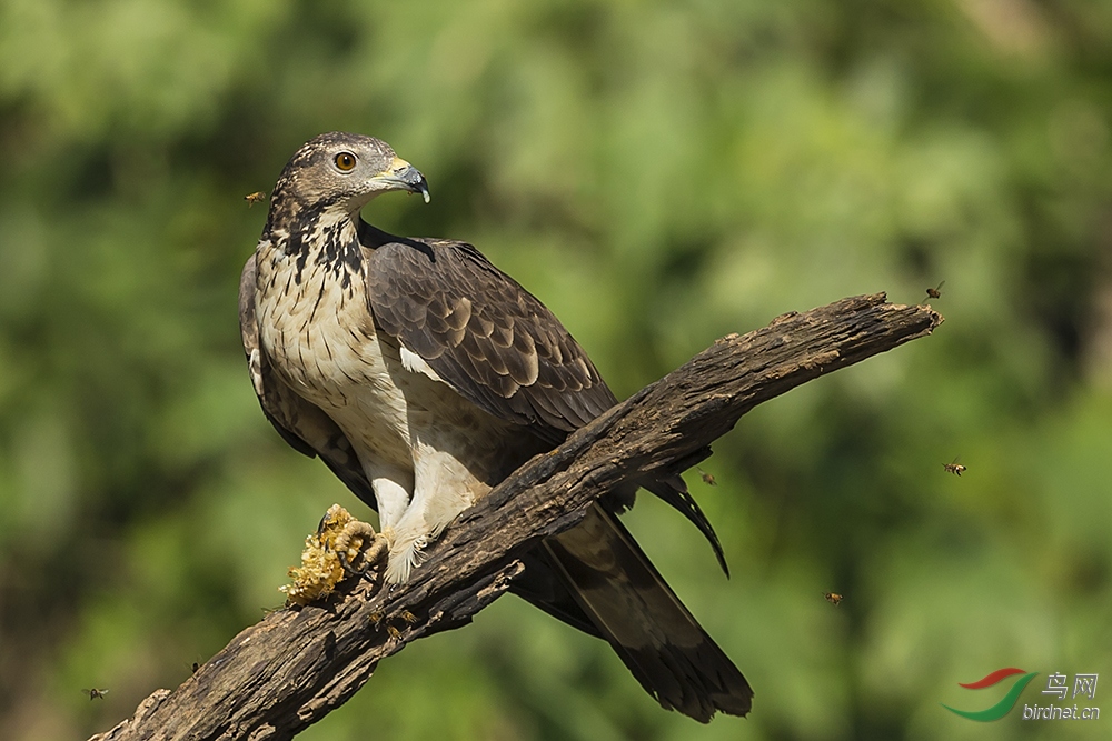(凤头蜂鹰)蜂鹰