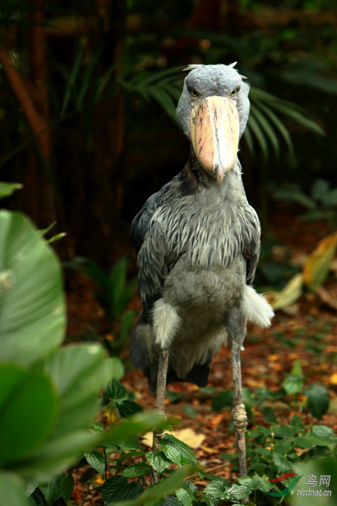 鲸头鹳大嘴鹳祝贺图1荣获首页精华