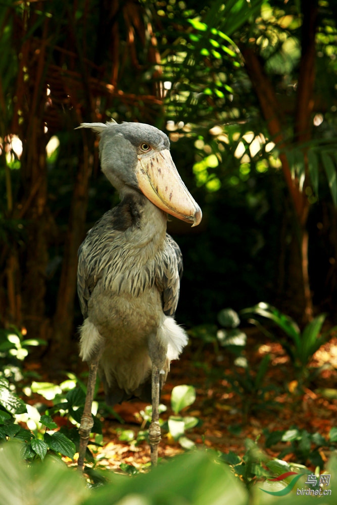 鲸头鹳大嘴鹳祝贺图1荣获首页精华