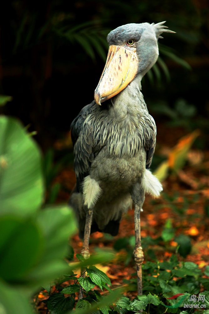 鲸头鹳大嘴鹳祝贺图1荣获首页精华