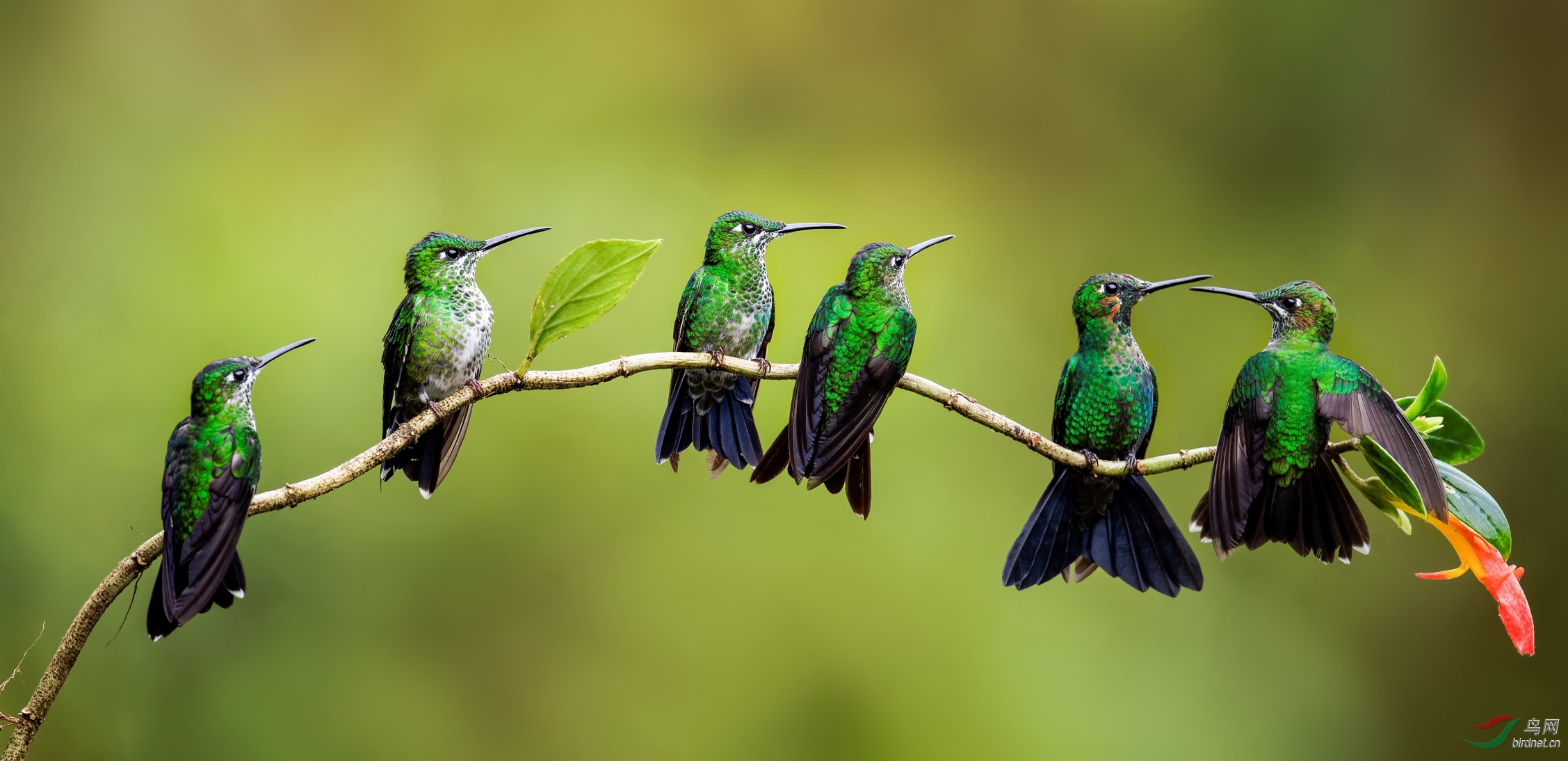 (大蜂鸟)对视～～～贺图获[首页每日精华]