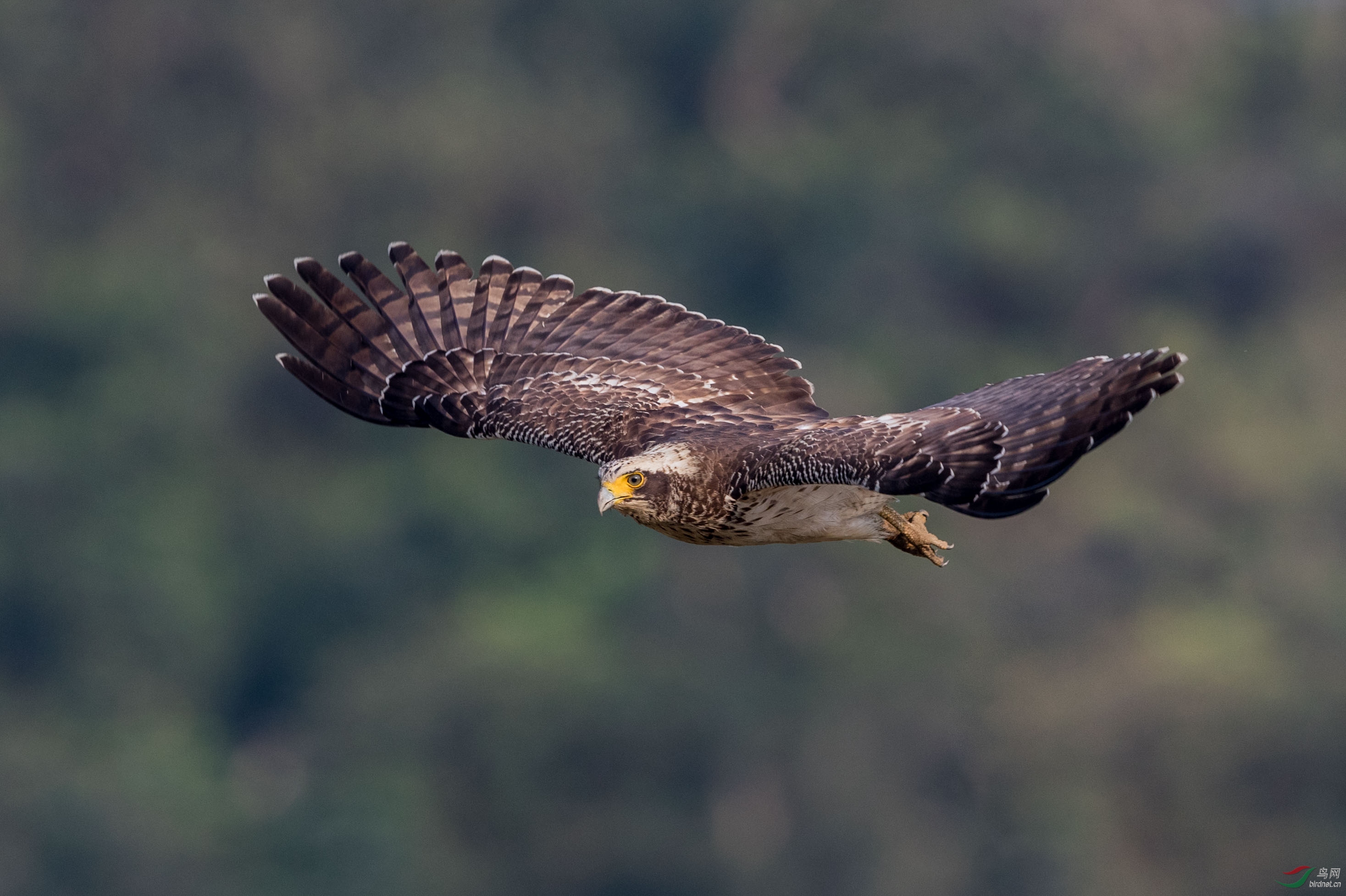 蛇雕幼鸟飞行版