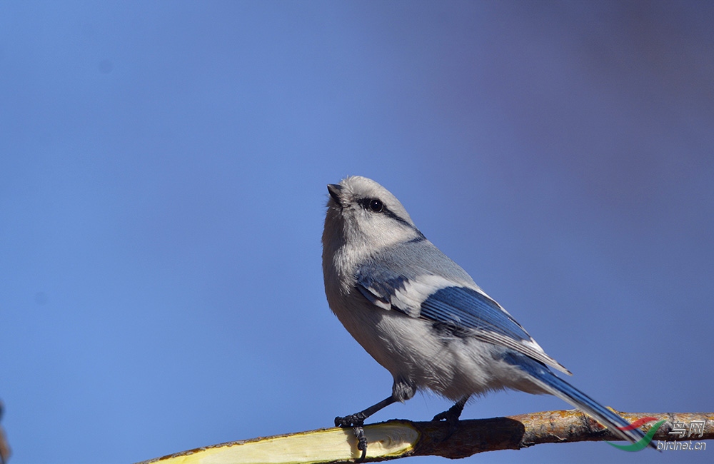 灰蓝山雀