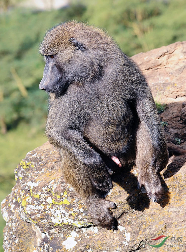 野性非洲野生动物篇"非洲狒狒"