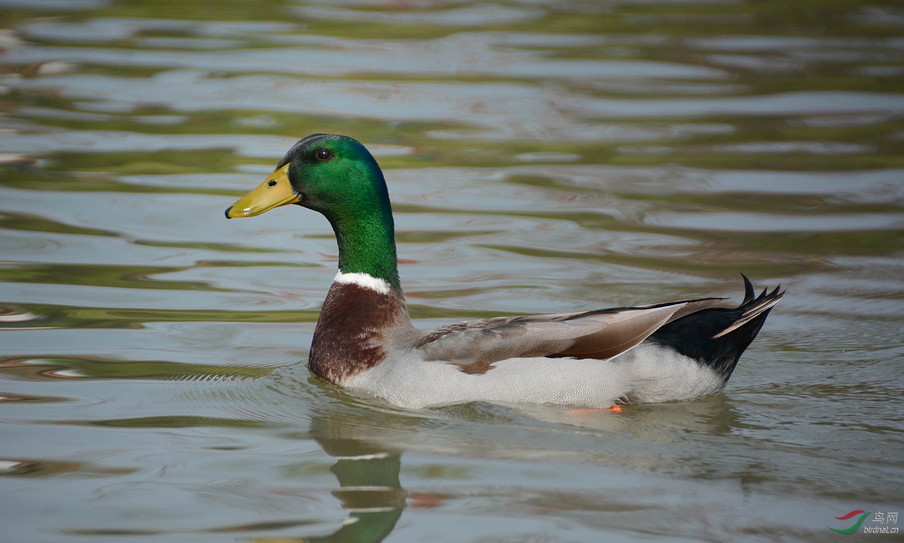 瘦西湖的绿头鸭