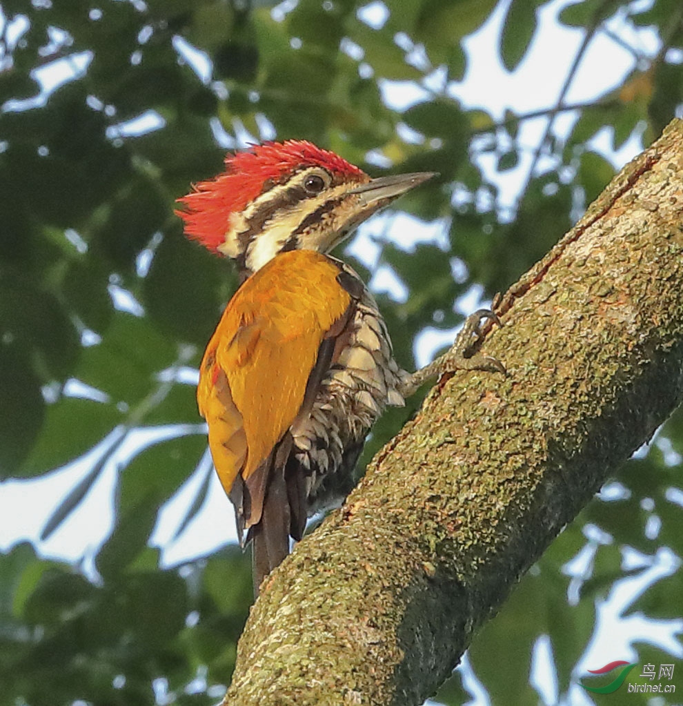 红冠啄木鸟