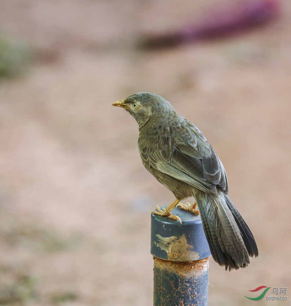斯里兰卡拍的黄嘴鸫鹛鸟