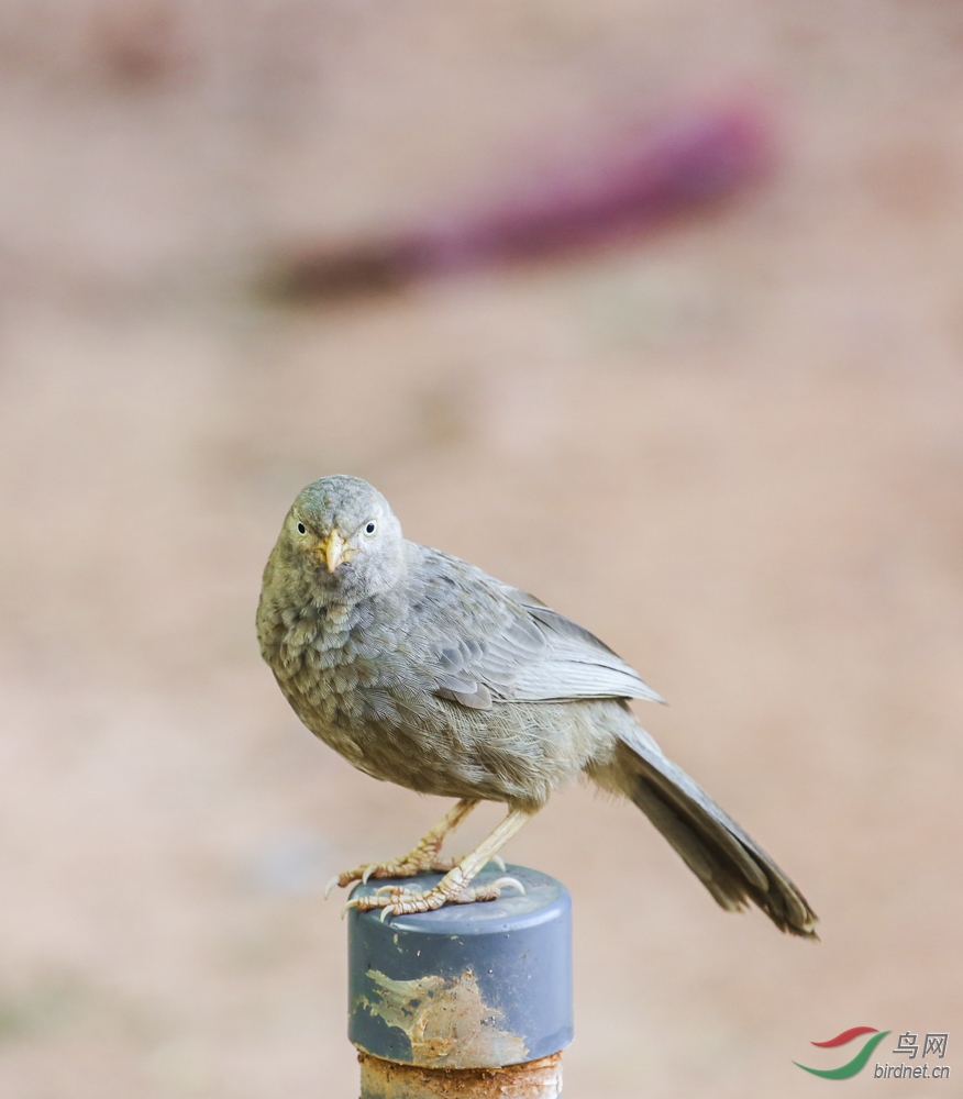 斯里兰卡拍的黄嘴鸫鹛鸟