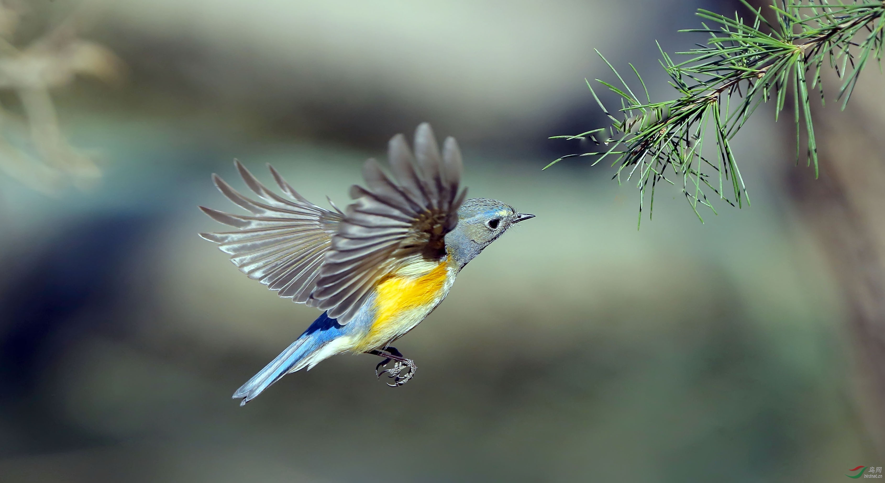 悬停——红胁蓝尾鸲