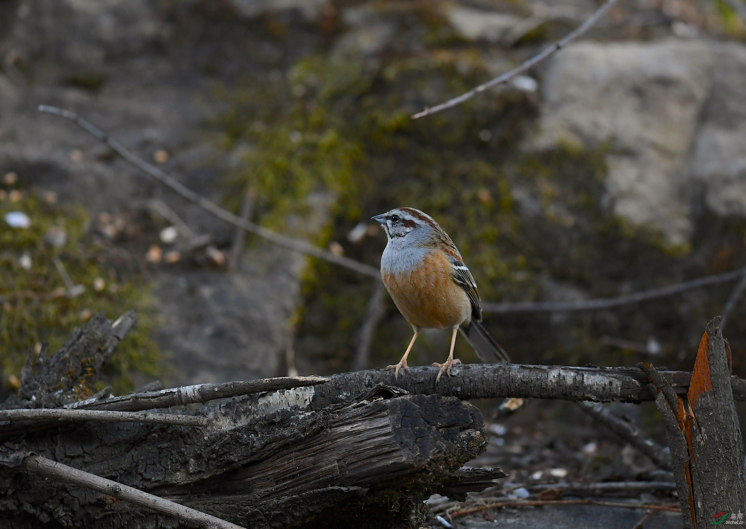 DSC_5664_����1.jpg