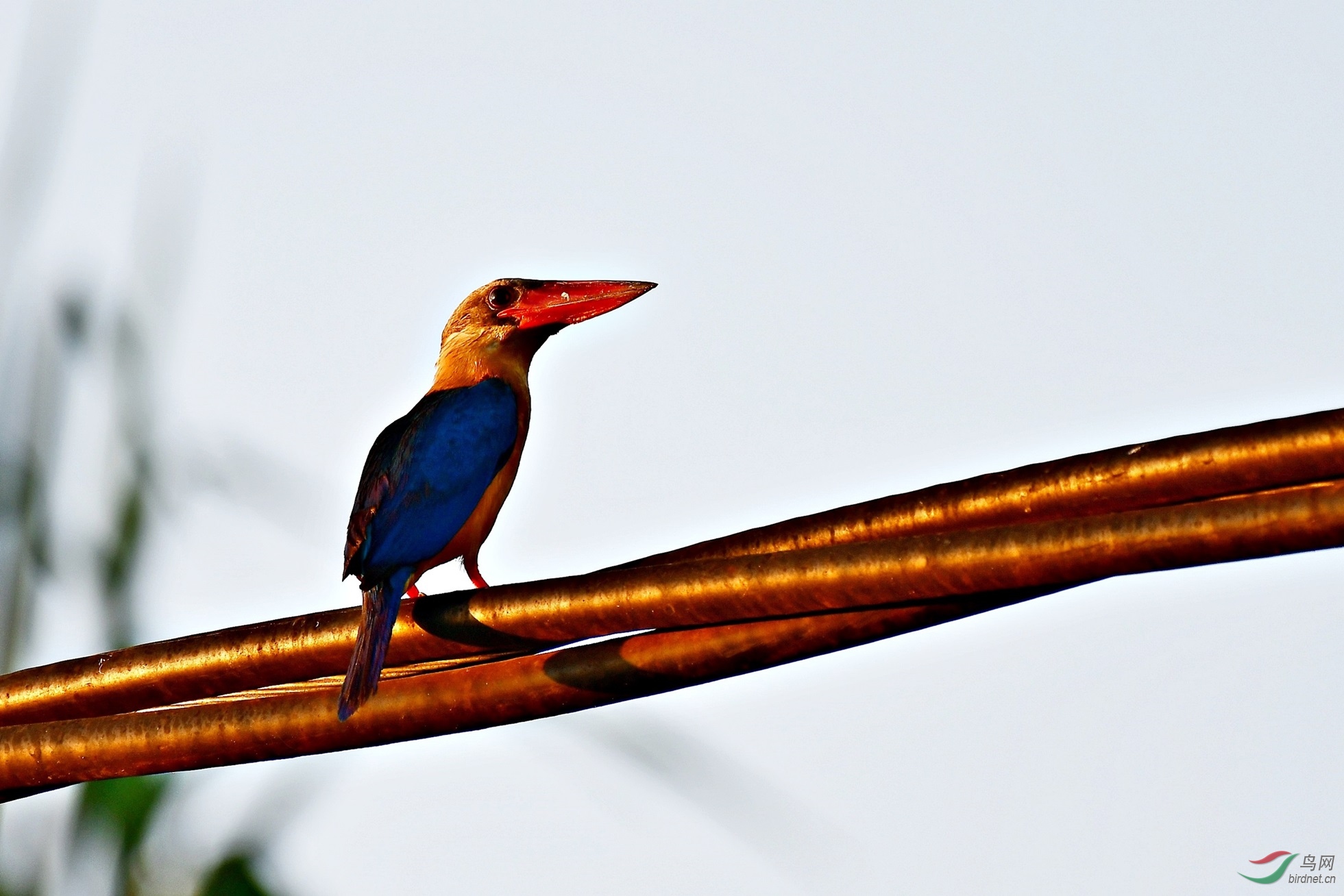 金灿灿的鹳嘴翡翠