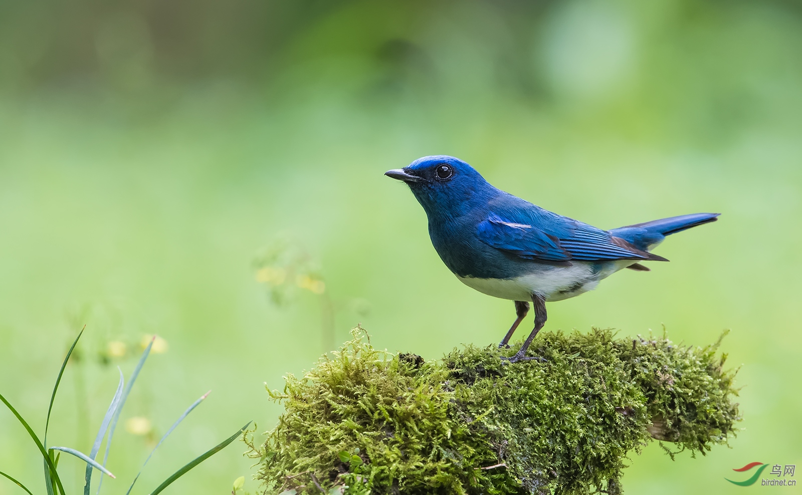 林鸟今日川大热拍琉璃姬鹟白腹姬鹟