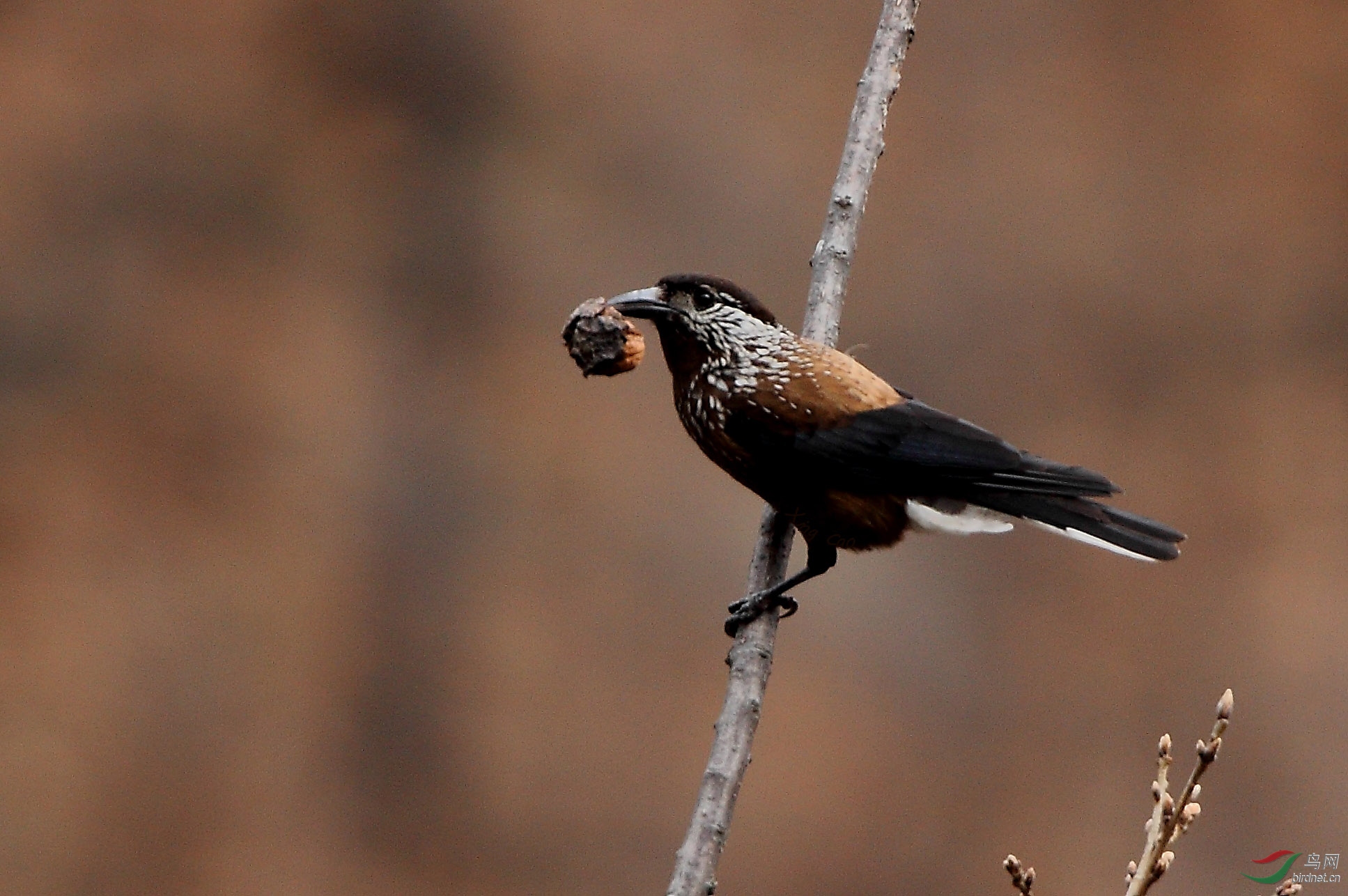 太行山脉的野生鸟星鸦