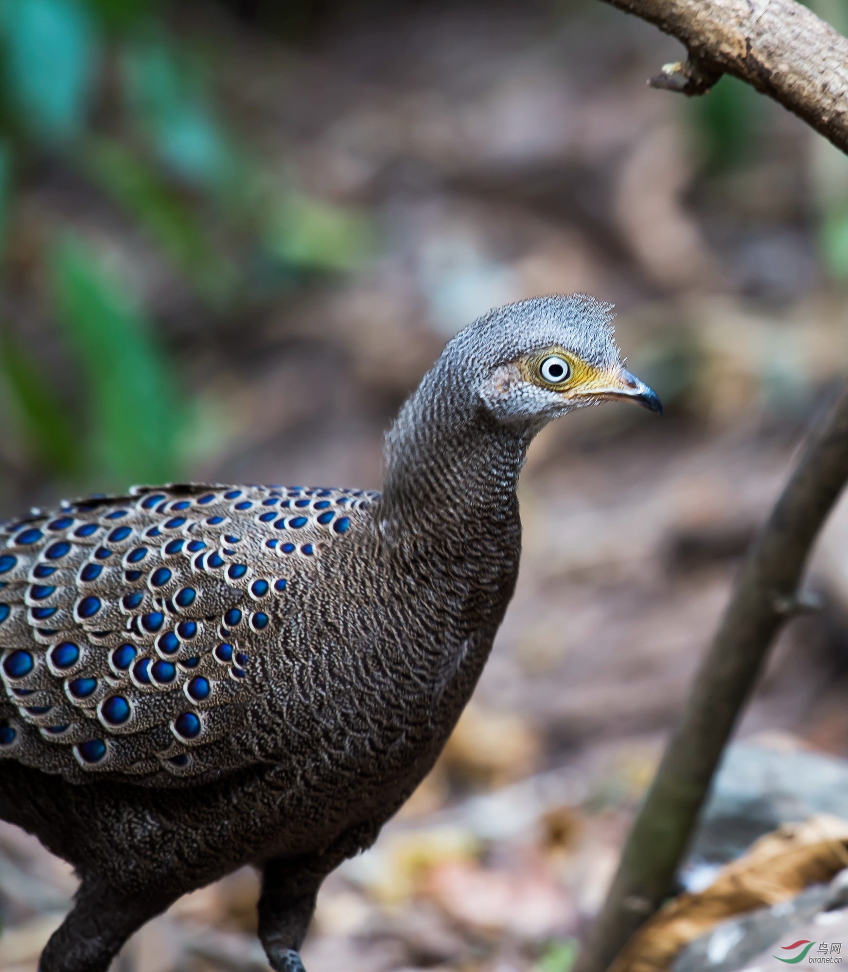 灰孔雀雉
