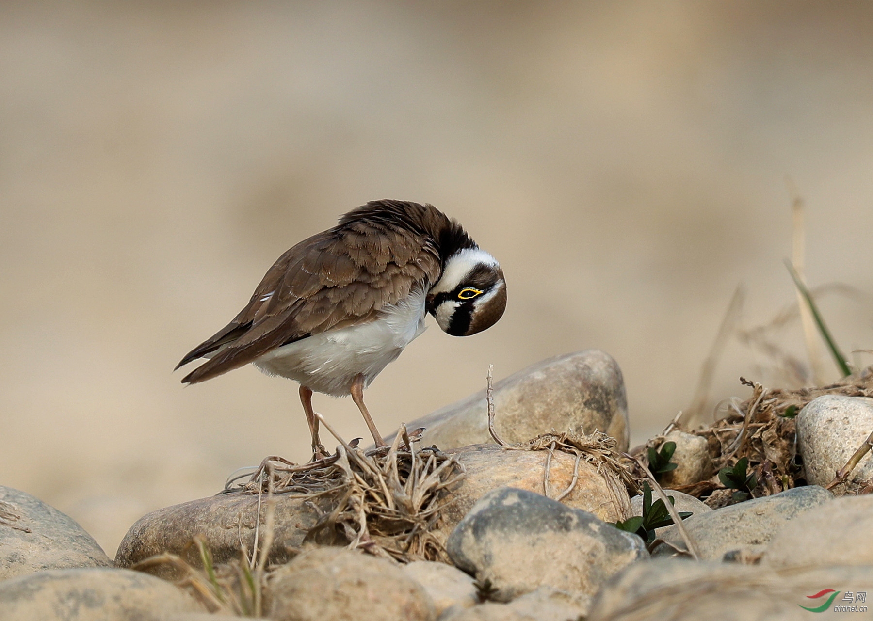 易水河畔金眶鸻