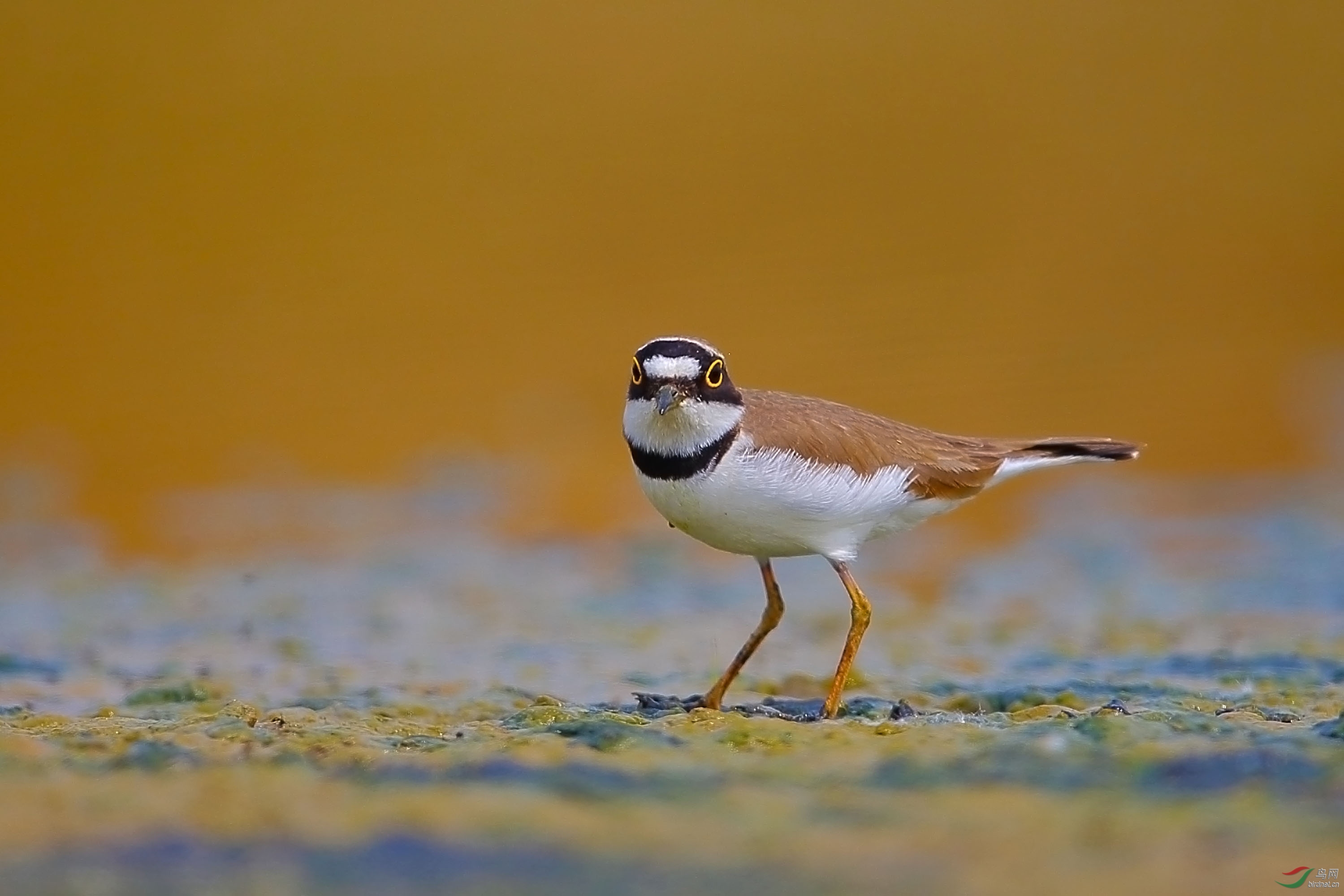 金眶鸻祝内蒙版的鸟友们周二愉快