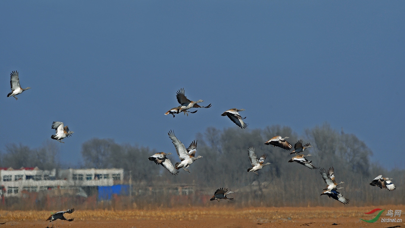 大鸨的第二故乡