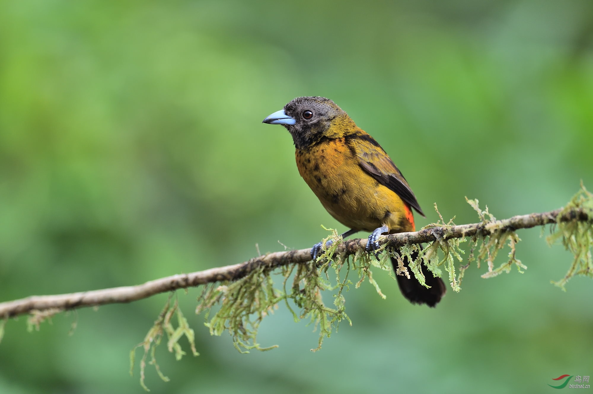 红腰厚嘴唐纳雀 (雌鸟 )