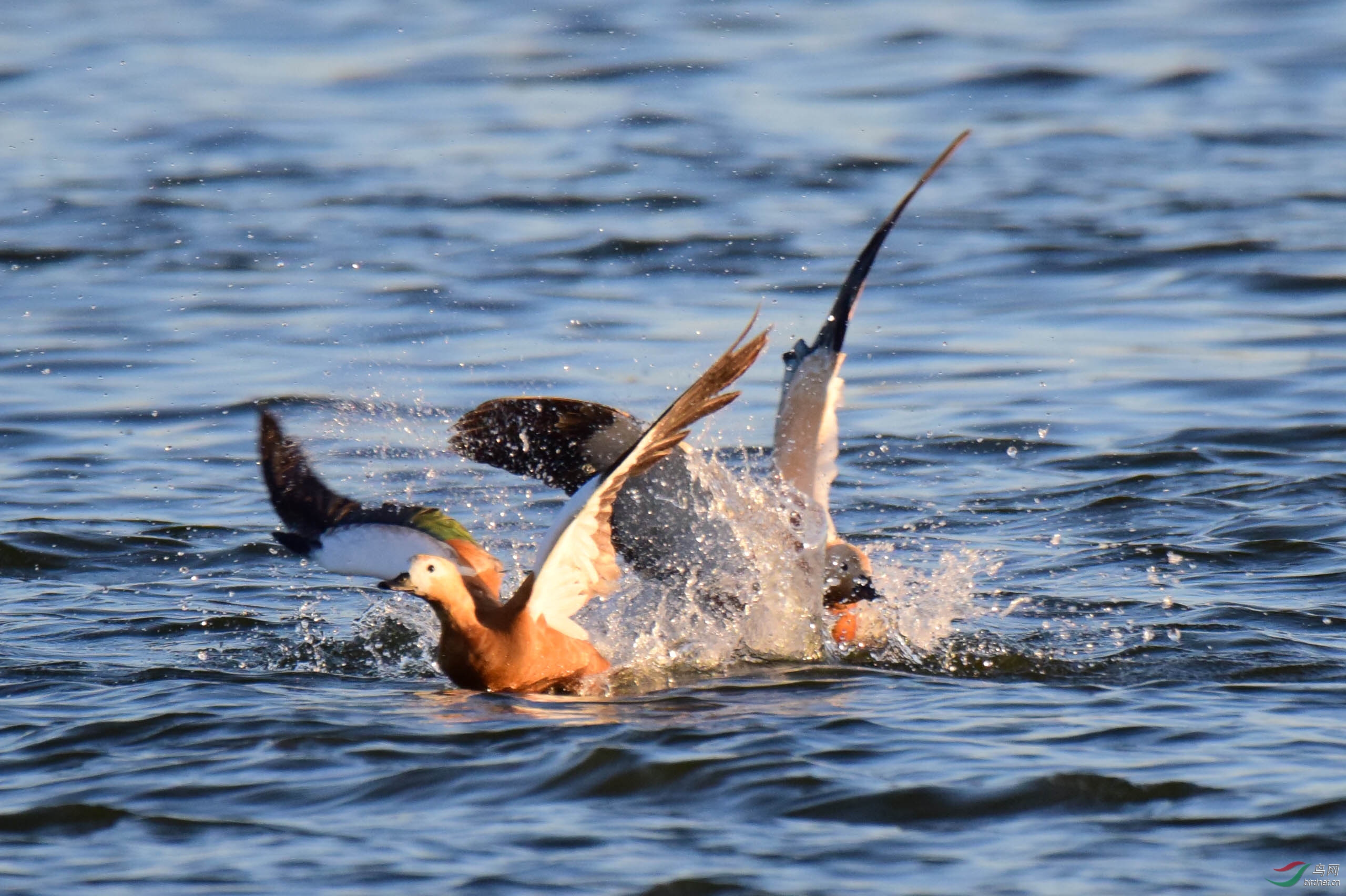 嬉戏追逐赤麻黄鸭