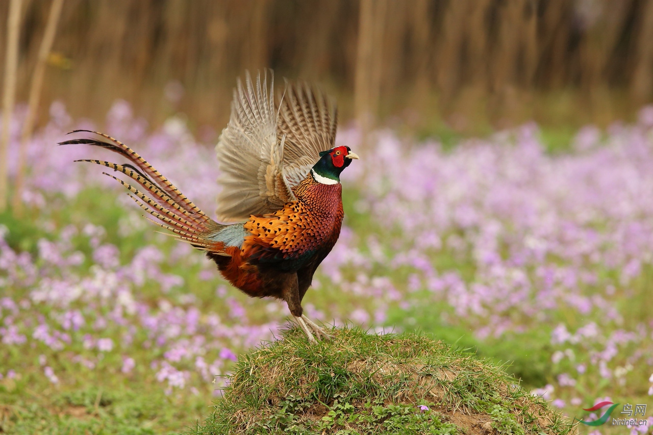 傲气的雉鸡