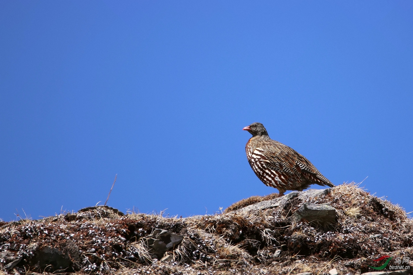高原山脊上的守望