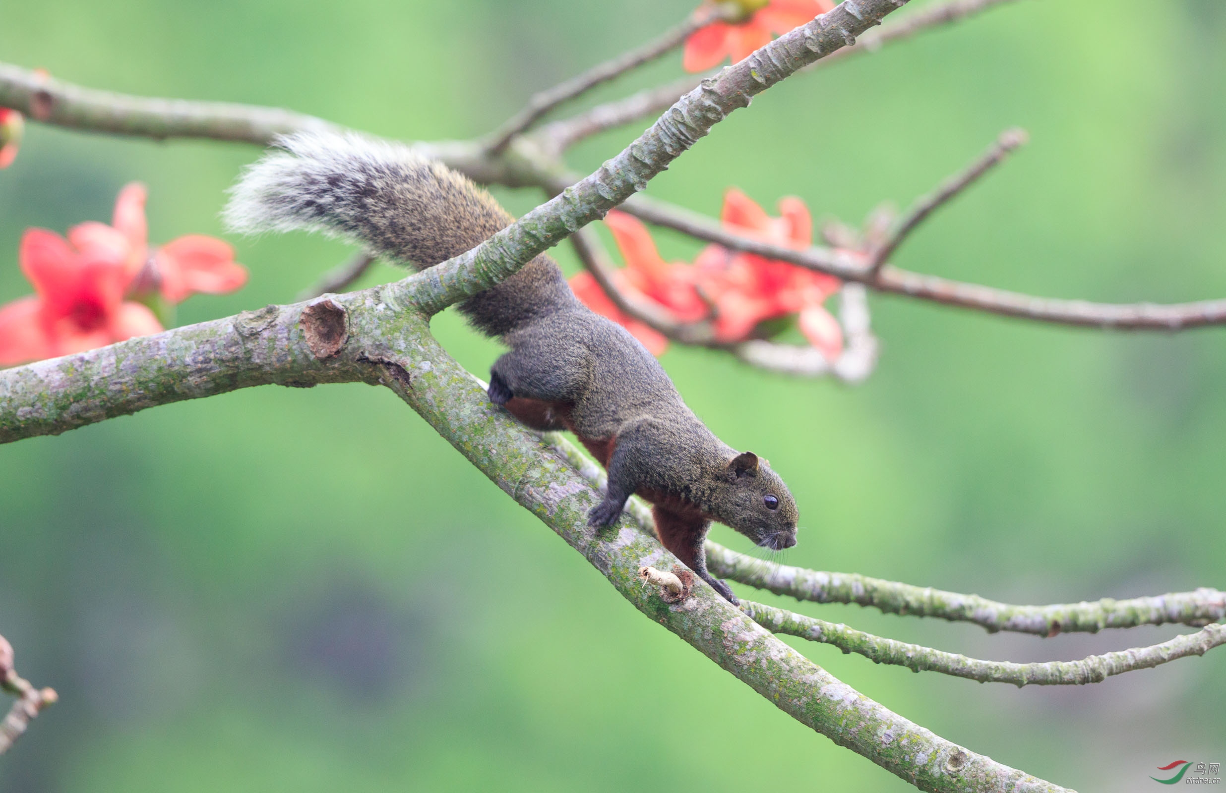赤腹松鼠-祝贺首页精华!