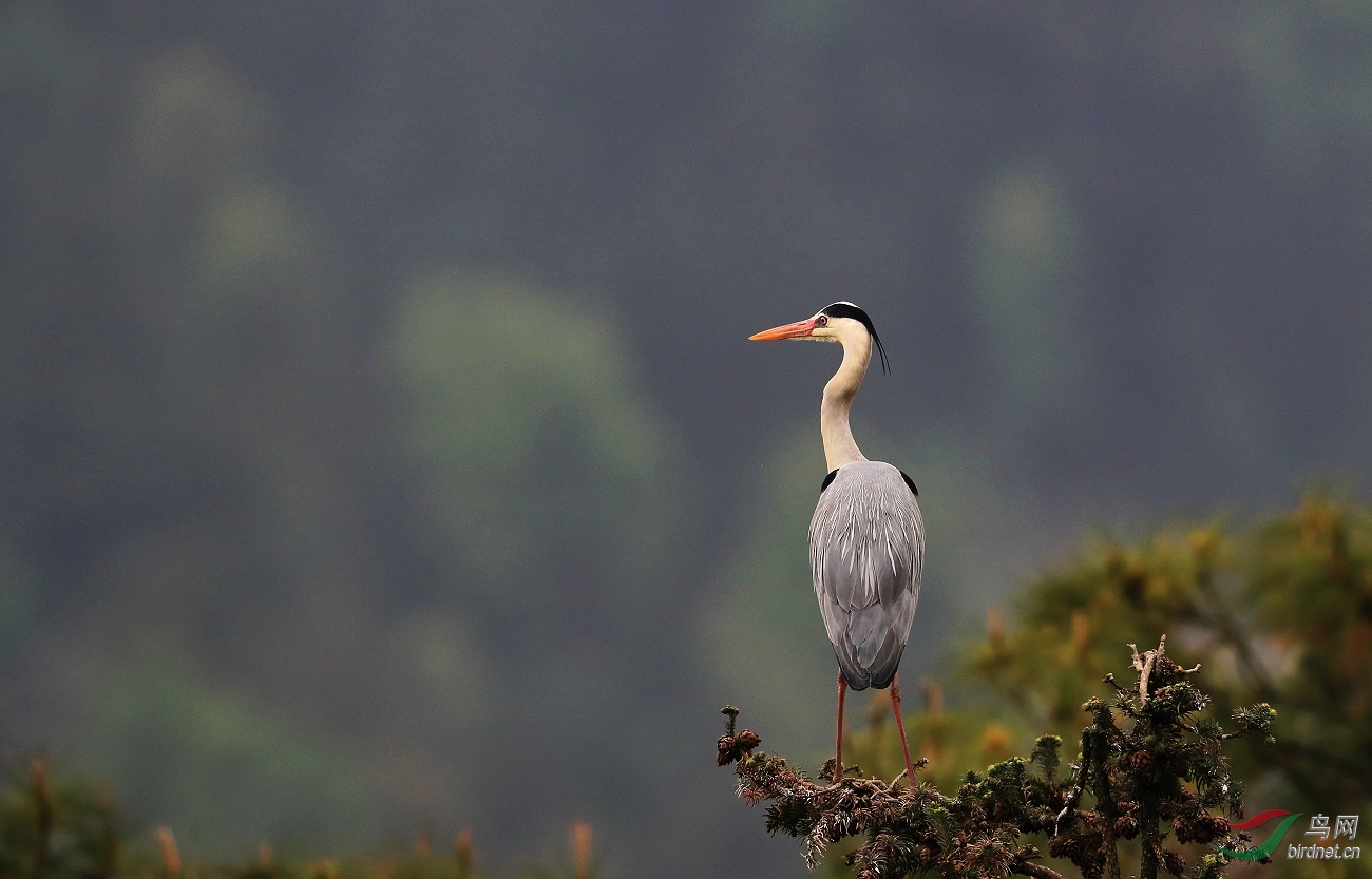 独立松柏影自闲朝云暮彩静中观
