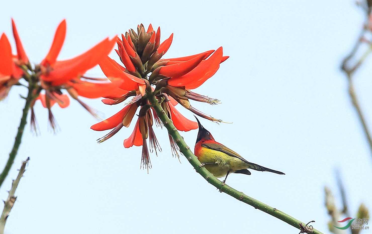 高高的刺桐花上蓝喉太阳鸟
