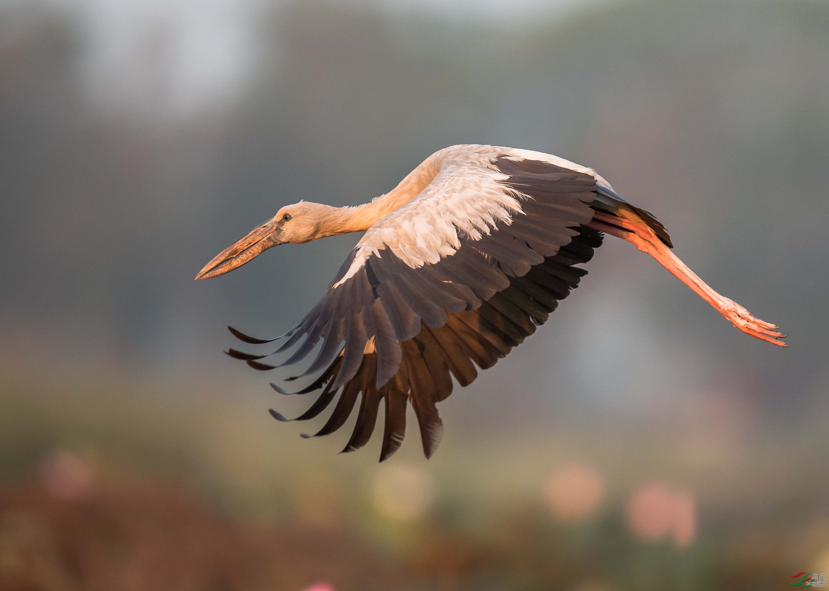 朝霞中的钳嘴鹳