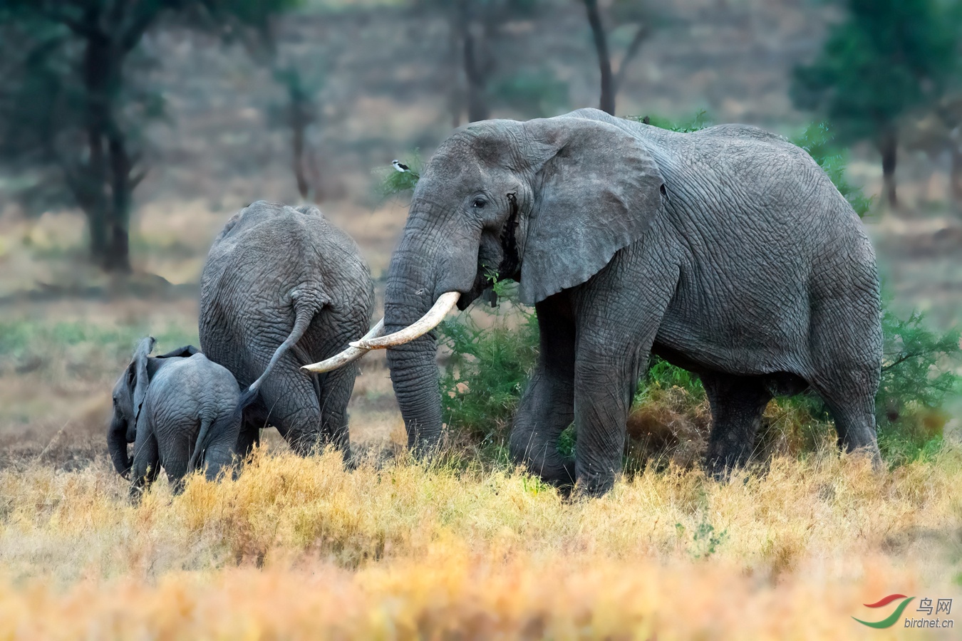非洲野象祝贺荣获首页精华